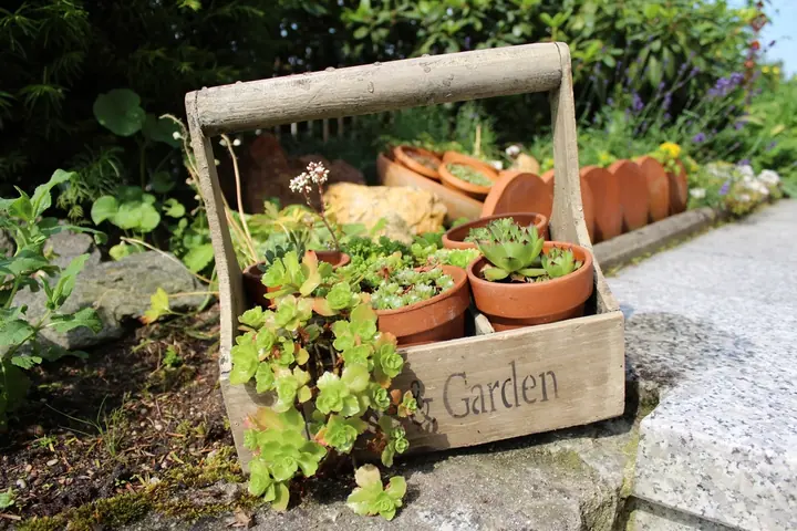 Potted plants in painted pots arranged in a wooden crate