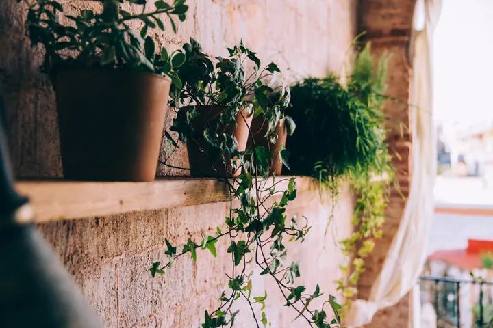 Painted terracotta pots with green plants on a shelf
