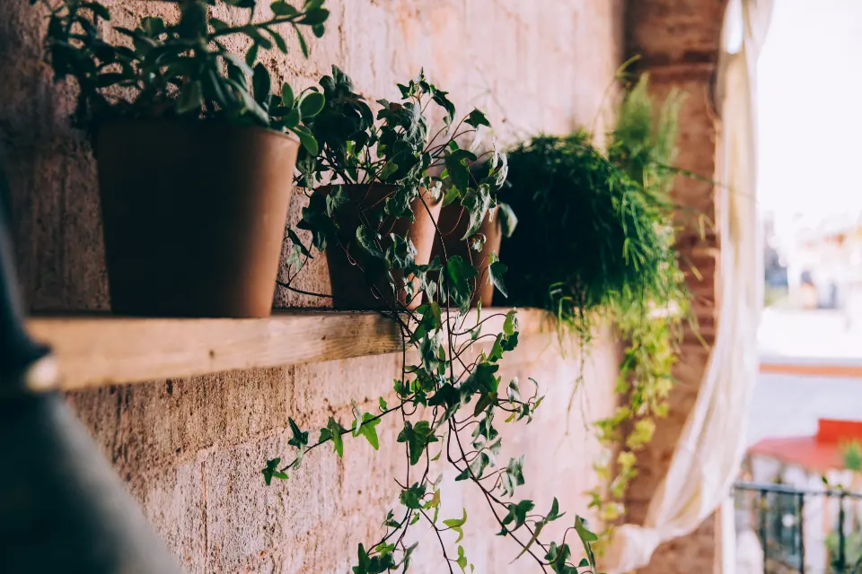 Painted terracotta pots with green plants on a shelf
