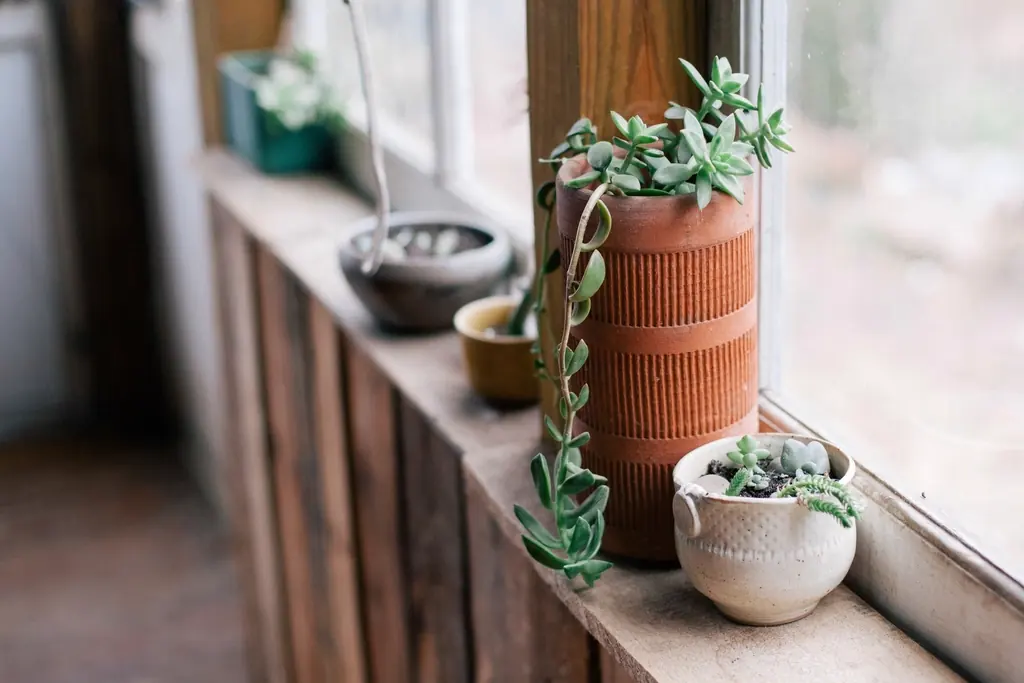 Glass jars with plants lined up on a sunny windowsill