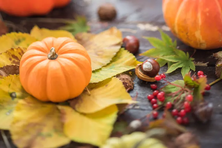 Pumpkins of different sizes nestled among fallen autumn leaves